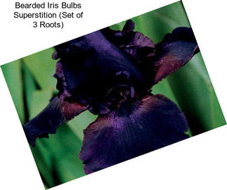 Bearded Iris Bulbs Superstition (Set of 3 Roots)