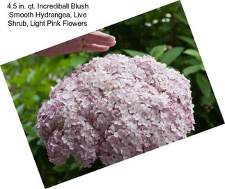 4.5 in. qt. Incrediball Blush Smooth Hydrangea, Live Shrub, Light Pink Flowers