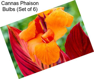 Cannas Phaison Bulbs (Set of 6)