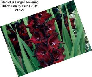 Gladiolus Large Flowering Black Beauty Bulbs (Set of 12)