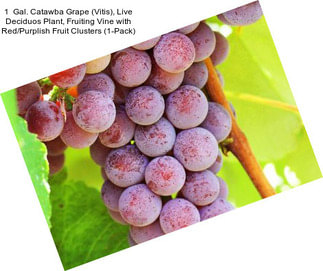 1  Gal. Catawba Grape (Vitis), Live Deciduos Plant, Fruiting Vine with Red/Purplish Fruit Clusters (1-Pack)