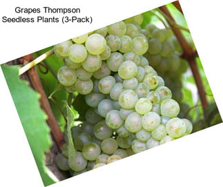 Grapes Thompson Seedless Plants (3-Pack)