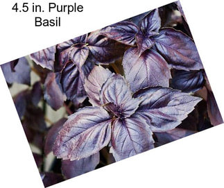 4.5 in. Purple Basil