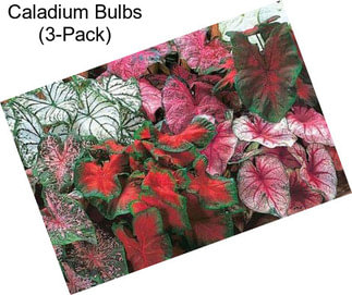 Caladium Bulbs (3-Pack)