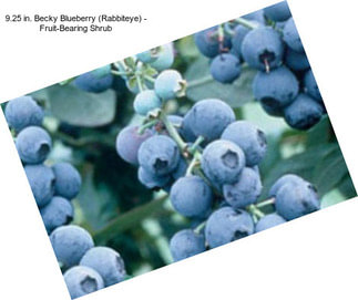 9.25 in. Becky Blueberry (Rabbiteye) - Fruit-Bearing Shrub