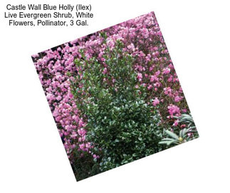 Castle Wall Blue Holly (Ilex) Live Evergreen Shrub, White Flowers, Pollinator, 3 Gal.