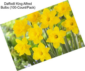 Daffodil King Alfred Bulbs (100-Count/Pack)