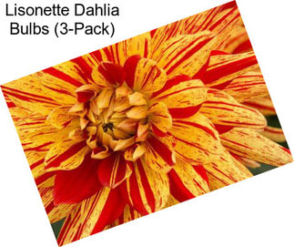 Lisonette Dahlia Bulbs (3-Pack)