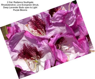 2 Gal. Radiance Southgate Rhododendron, Live Evergreen Shrub, Deep Lavender Buds open to Light Purple Blooms