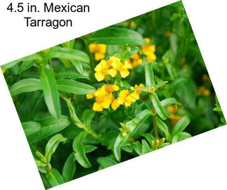 4.5 in. Mexican Tarragon