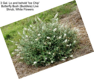 3 Gal. Lo and behold \'Ice Chip\' Butterfly Bush (Buddleia) Live Shrub, White Flowers