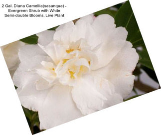 2 Gal. Diana Camellia(sasanqua) - Evergreen Shrub with White Semi-double Blooms, Live Plant