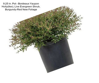 9.25 in. Pot - Bordeaux Yaupon Holly(Ilex), Live Evergreen Shrub, Burgundy-Red New Foliage