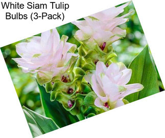 White Siam Tulip Bulbs (3-Pack)