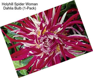 Holyhill Spider Woman Dahlia Bulb (1-Pack)