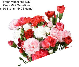 Fresh Valentine\'s Day Color Mini Carnations (160 Stems - 640 Blooms)