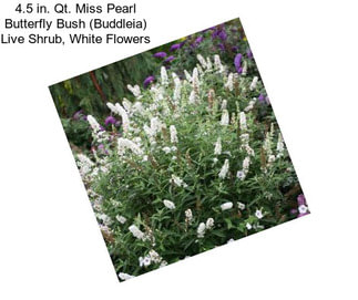 4.5 in. Qt. Miss Pearl Butterfly Bush (Buddleia) Live Shrub, White Flowers