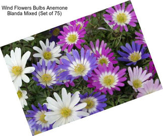 Wind Flowers Bulbs Anemone Blanda Mixed (Set of 75)