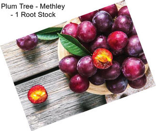 Plum Tree - Methley - 1 Root Stock