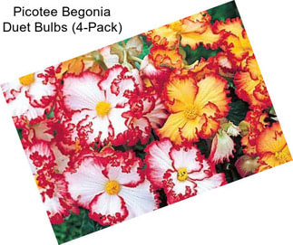 Picotee Begonia Duet Bulbs (4-Pack)