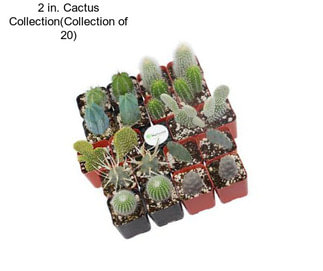 2 in. Cactus Collection(Collection of 20)