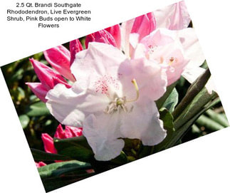 2.5 Qt. Brandi Southgate Rhododendron, Live Evergreen Shrub, Pink Buds open to White Flowers