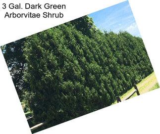 3 Gal. Dark Green Arborvitae Shrub