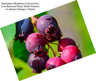 Saskatoon Blueberry (Vaccinium), Live Bareroot Plant, White Flowers on Green Foliage (1-Pack)