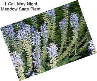 1 Gal. May Night Meadow Sage Plant