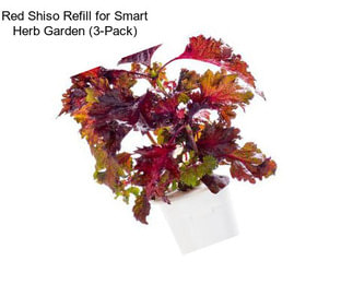 Red Shiso Refill for Smart Herb Garden (3-Pack)