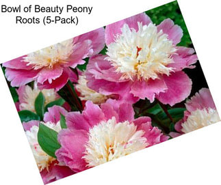 Bowl of Beauty Peony Roots (5-Pack)
