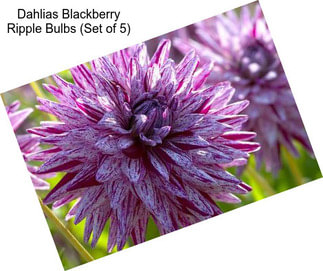 Dahlias Blackberry Ripple Bulbs (Set of 5)