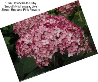 1 Gal. Invincibelle Ruby Smooth Hydrangea, Live Shrub, Red and Pink Flowers