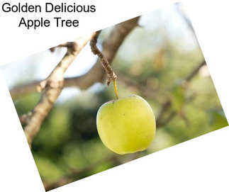 Golden Delicious Apple Tree