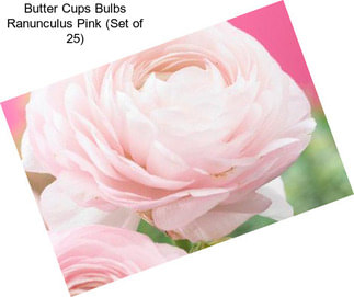 Butter Cups Bulbs Ranunculus Pink (Set of 25)