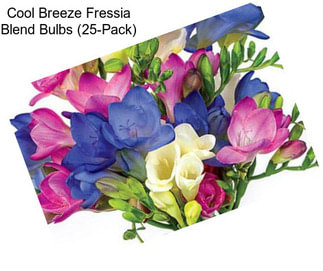 Cool Breeze Fressia Blend Bulbs (25-Pack)