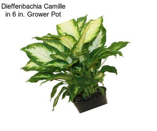 Dieffenbachia Camille in 6 in. Grower Pot