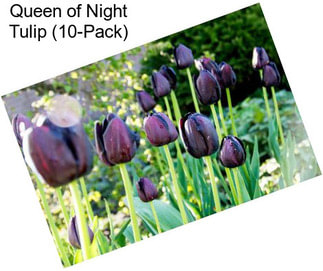 Queen of Night Tulip (10-Pack)