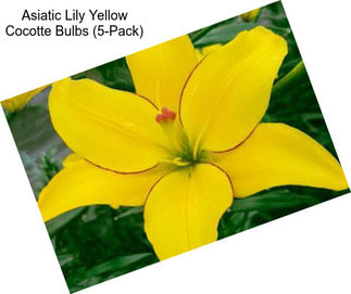 Asiatic Lily Yellow Cocotte Bulbs (5-Pack)