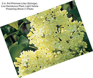 2 in. Pot Primrose Lilac (Syringa), Live Deciduous Plant, Light Yellow Flowering Shrub (1-Pack)