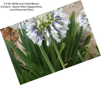 2.5 Qt. White and Violet Bloom Clusters - Queen Mum Agapanthus, Live Perennial Plant
