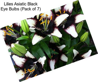 Lilies Asiatic Black Eye Bulbs (Pack of 7)