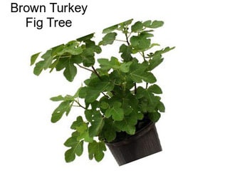 Brown Turkey Fig Tree