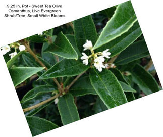9.25 in. Pot - Sweet Tea Olive Osmanthus, Live Evergreen Shrub/Tree, Small White Blooms