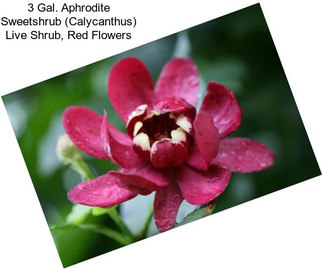 3 Gal. Aphrodite Sweetshrub (Calycanthus) Live Shrub, Red Flowers