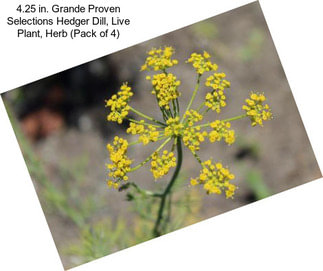 4.25 in. Grande Proven Selections Hedger Dill, Live Plant, Herb (Pack of 4)