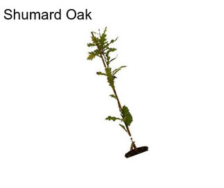 Shumard Oak