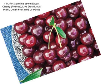 4 in. Pot Carmine Jewel Dwarf Cherry (Prunus), Live Deciduous Plant, Dwarf Fruit Tree (1-Pack)