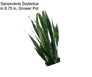 Sansevieria Zeylanica in 8.75 in. Grower Pot