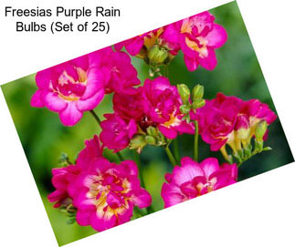 Freesias Purple Rain Bulbs (Set of 25)